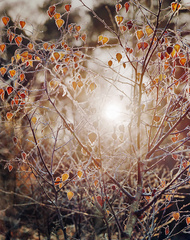 sun-through-frosty-leaves-burnham-v2-small