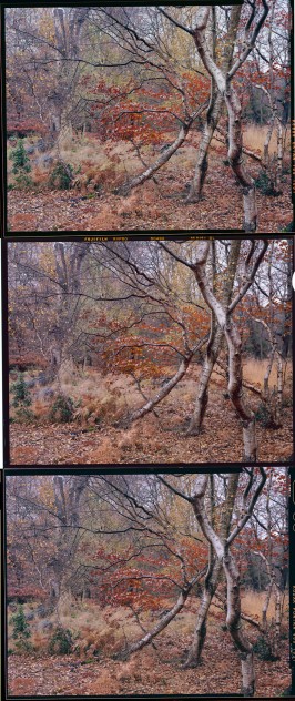 burnham-beech-comparison-ektar-portra-velvia