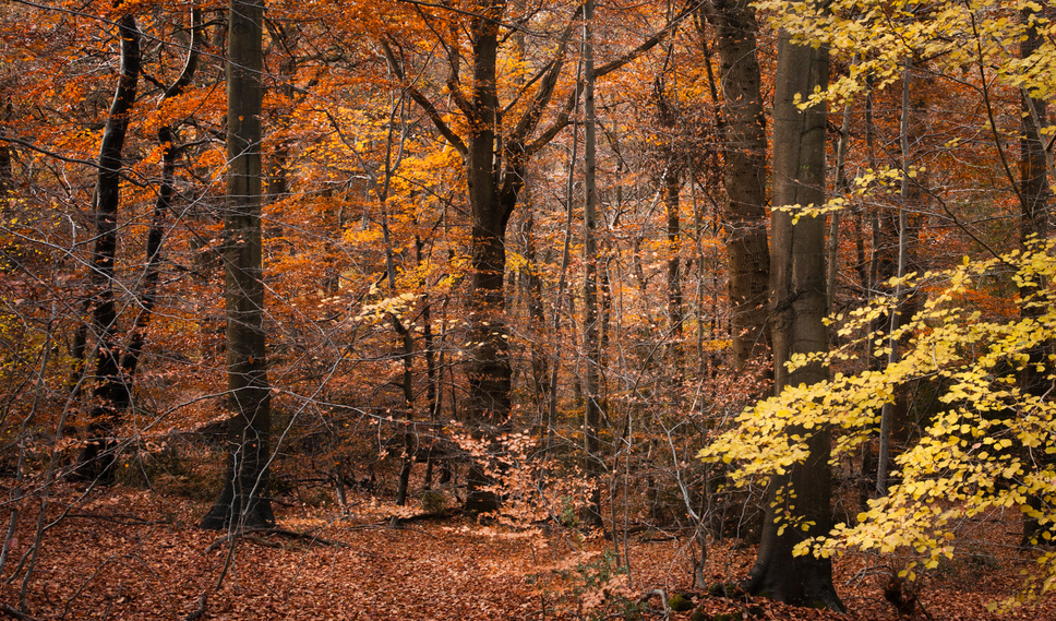 burnham-beeches-panorama